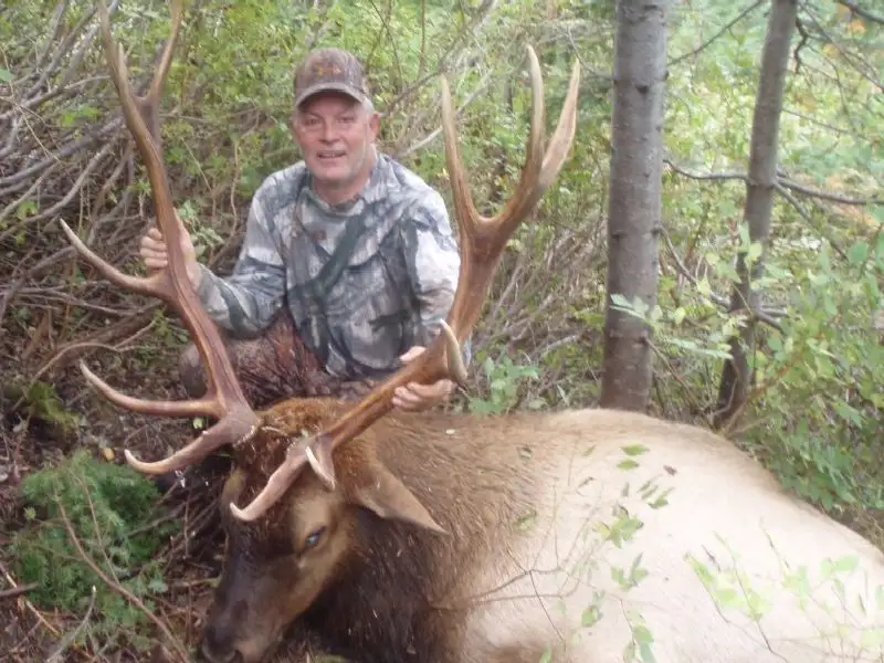 Roosevelt elk